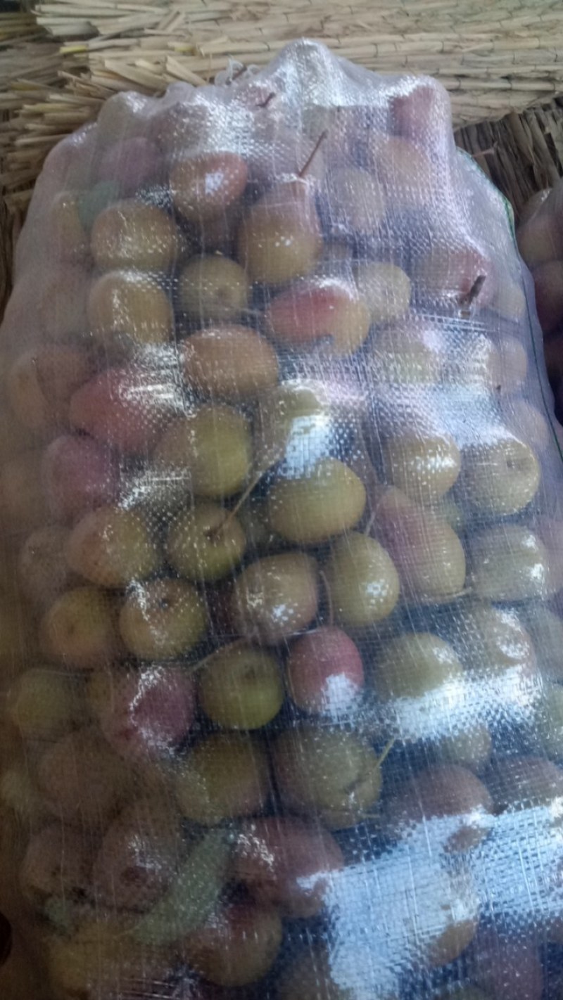 葫芦梨又叫泡梨或是甜沙梨