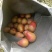 葫芦梨又叫泡梨或是甜沙梨