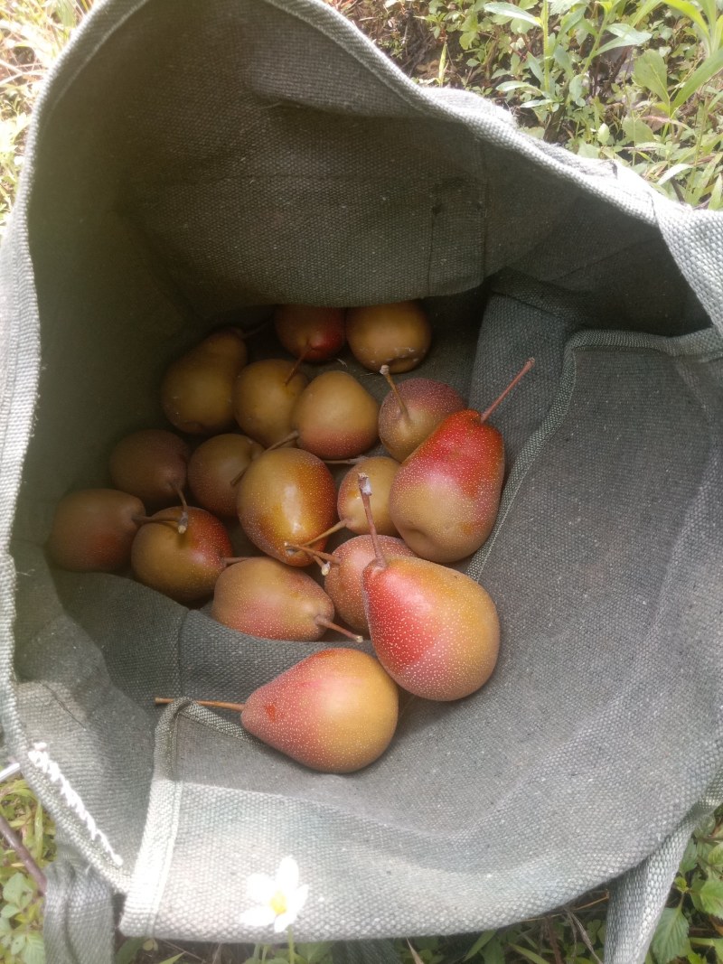 葫芦梨又叫泡梨或是甜沙梨