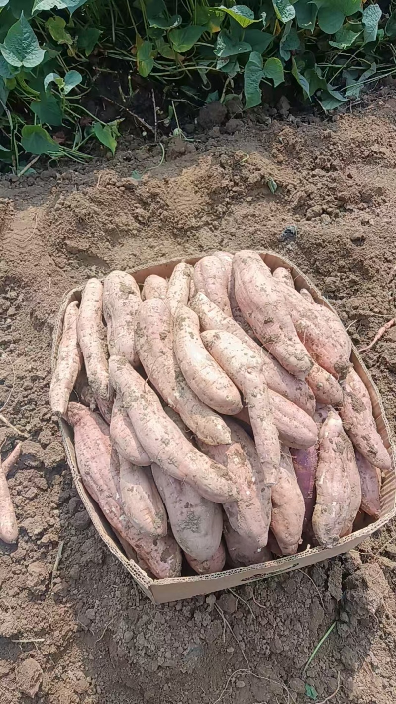 河北廊坊白哈蜜薯产地货源充足量大价优欢迎随时电话联系