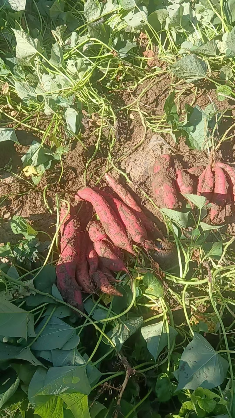 河北廊坊白哈蜜薯产地货源充足量大价优欢迎随时电话联系