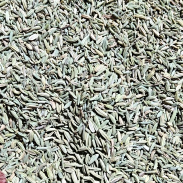 甘肃玉门瓜州小茴香