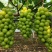 精品阳光玫瑰萄葡，大量供应，口感纯甜，价格合适，有需要联
