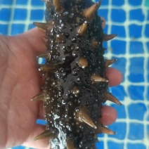 活海参鲜食海参口感好价格实惠运输便利欢迎电联