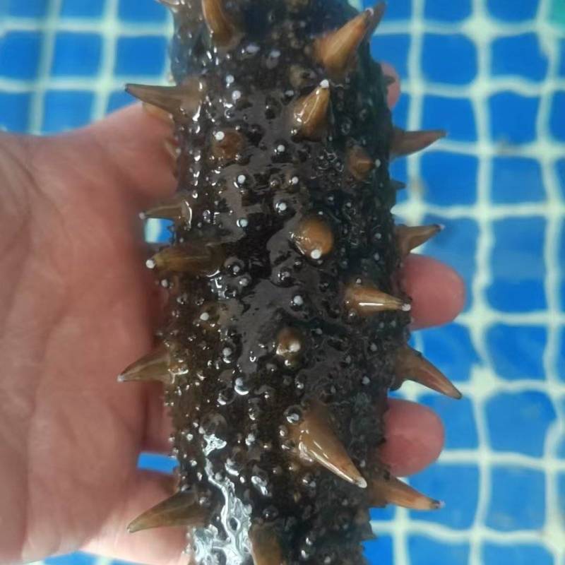 活海参鲜食海参口感好价格实惠运输便利欢迎电联