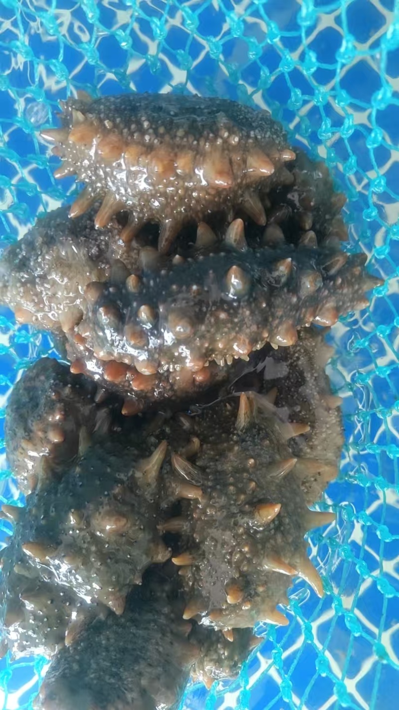活海参鲜食海参口感好价格实惠运输便利欢迎电联