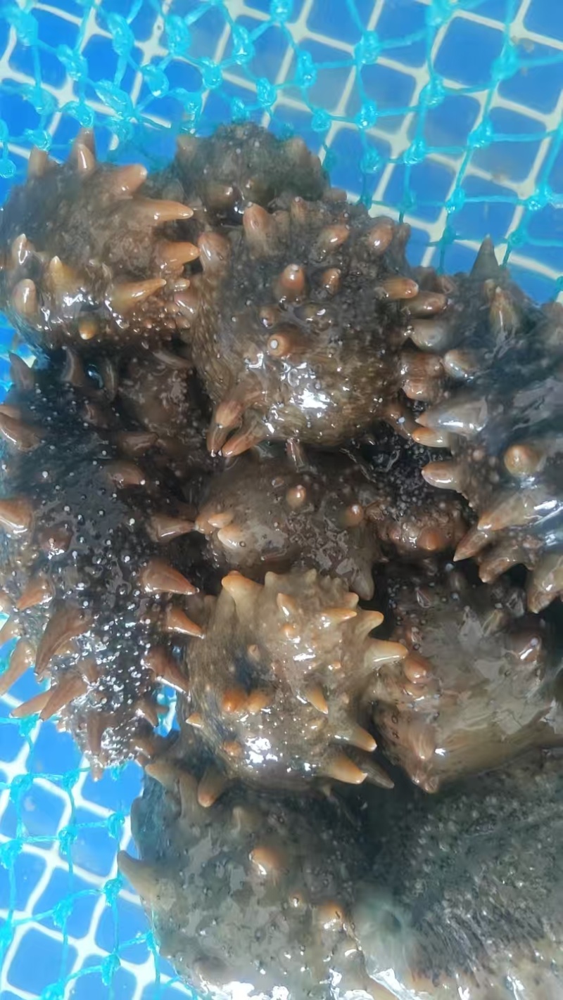 活海参鲜食海参口感好价格实惠运输便利欢迎电联