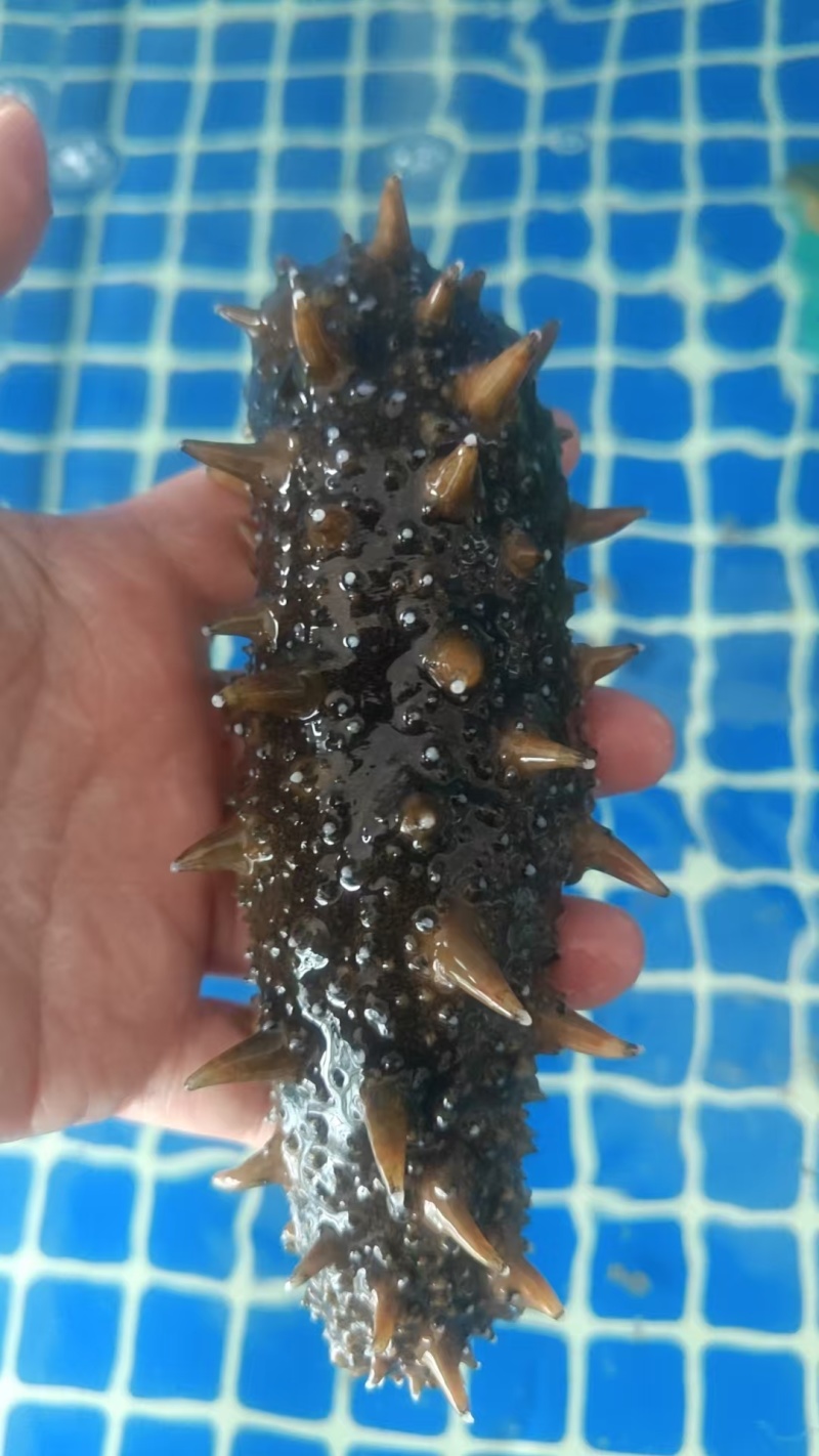活海参鲜食海参口感好价格实惠运输便利欢迎电联