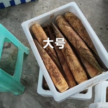 秋笋撬头笋