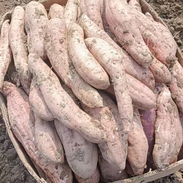 河北廊坊白哈蜜薯产地货源充足量大价优欢迎随时电话联系