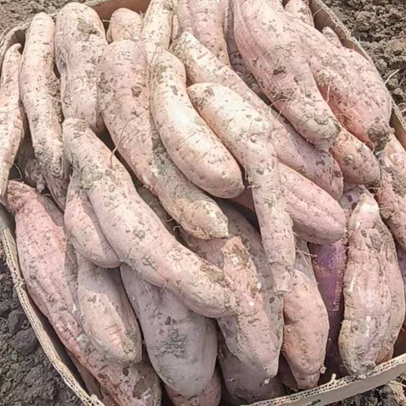 河北廊坊白哈蜜薯产地货源充足量大价优欢迎随时电话联系