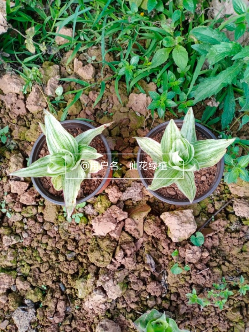 大叶锦竹草锦#白纹香锦竹草#条纹香锦竹草#巨型鸭跖草