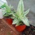 大叶锦竹草锦#白纹香锦竹草#条纹香锦竹草#巨型鸭跖草