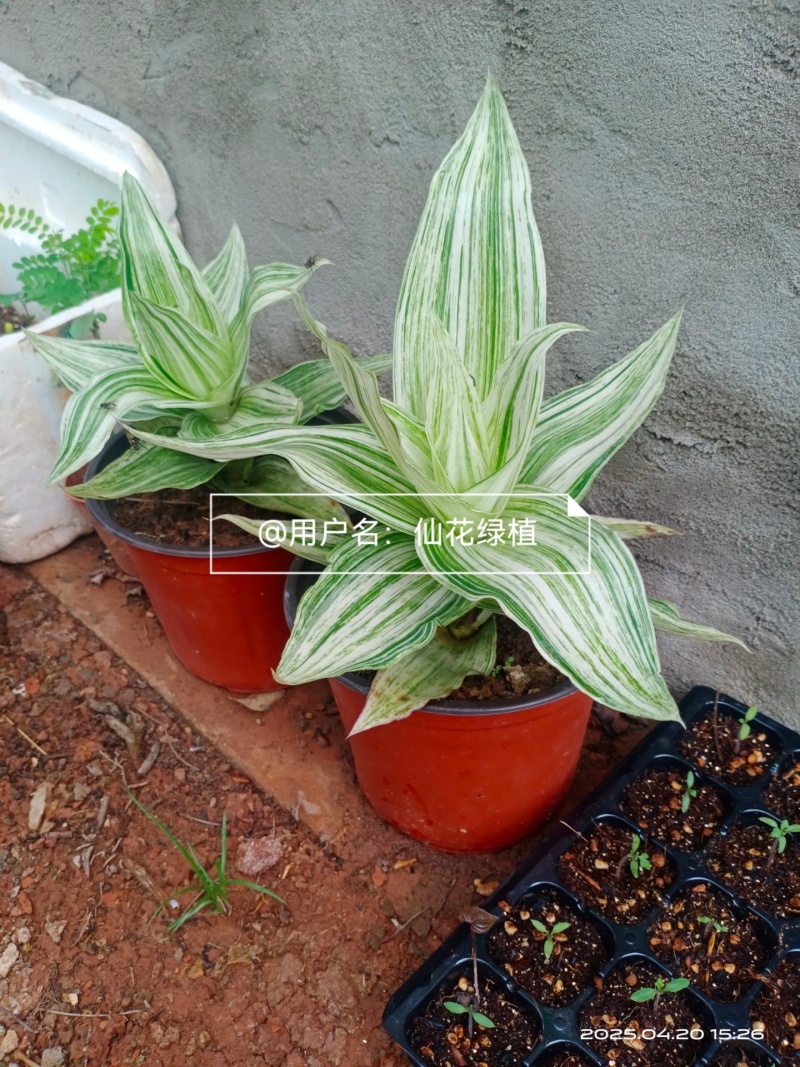 大叶锦竹草锦#白纹香锦竹草#条纹香锦竹草#巨型鸭跖草