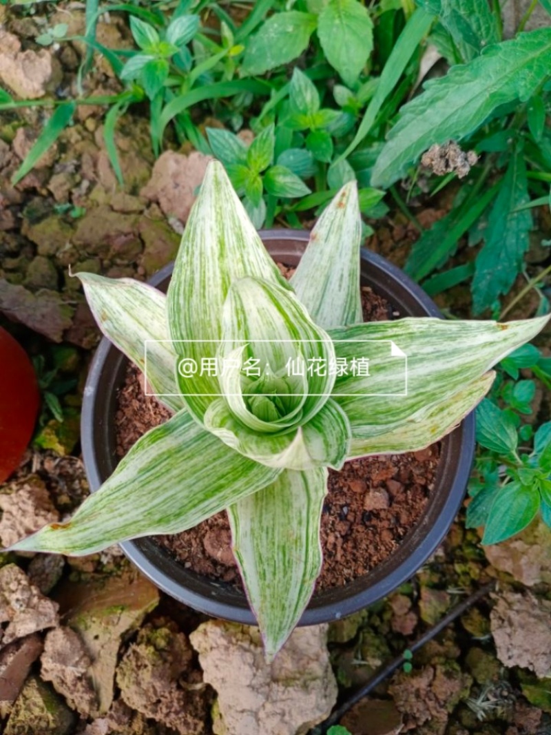 大叶锦竹草锦#白纹香锦竹草#条纹香锦竹草#巨型鸭跖草