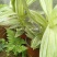 大叶锦竹草锦#白纹香锦竹草#条纹香锦竹草#巨型鸭跖草