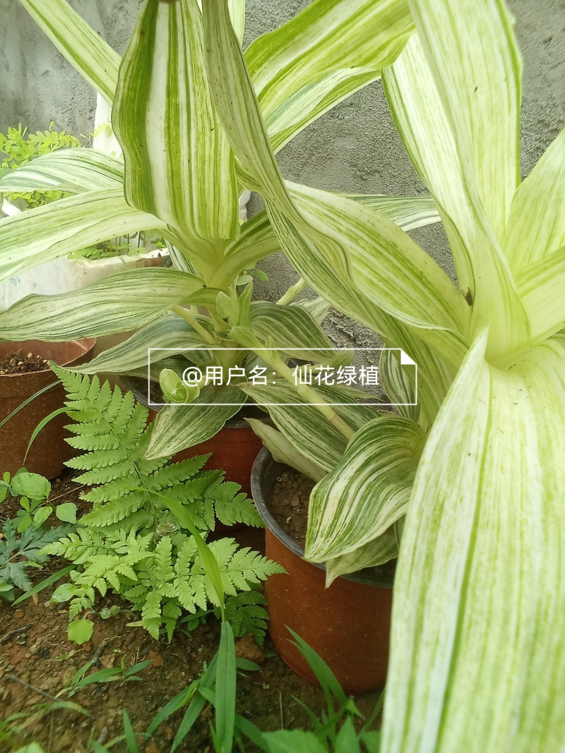 大叶锦竹草锦#白纹香锦竹草#条纹香锦竹草#巨型鸭跖草