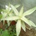 大叶锦竹草锦#白纹香锦竹草#条纹香锦竹草#巨型鸭跖草