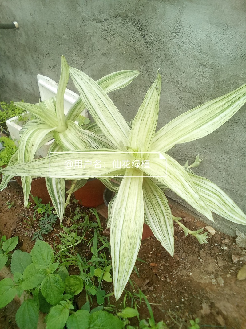 大叶锦竹草锦#白纹香锦竹草#条纹香锦竹草#巨型鸭跖草