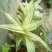 大叶锦竹草锦#白纹香锦竹草#条纹香锦竹草#巨型鸭跖草