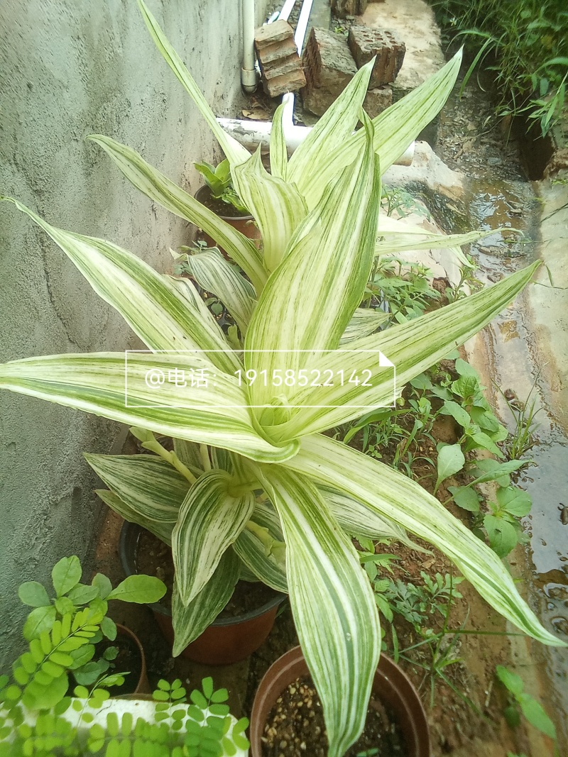 大叶锦竹草锦#白纹香锦竹草#条纹香锦竹草#巨型鸭跖草