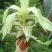 大叶锦竹草锦#白纹香锦竹草#条纹香锦竹草#巨型鸭跖草