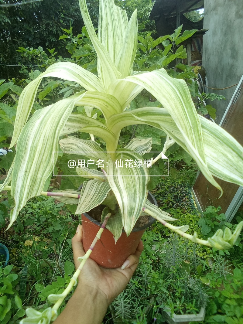 大叶锦竹草锦#白纹香锦竹草#条纹香锦竹草#巨型鸭跖草