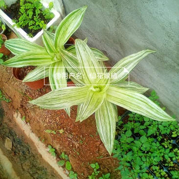 大叶锦竹草锦#白纹香锦竹草#条纹香锦竹草#巨型鸭跖草