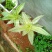 大叶锦竹草锦#白纹香锦竹草#条纹香锦竹草#巨型鸭跖草