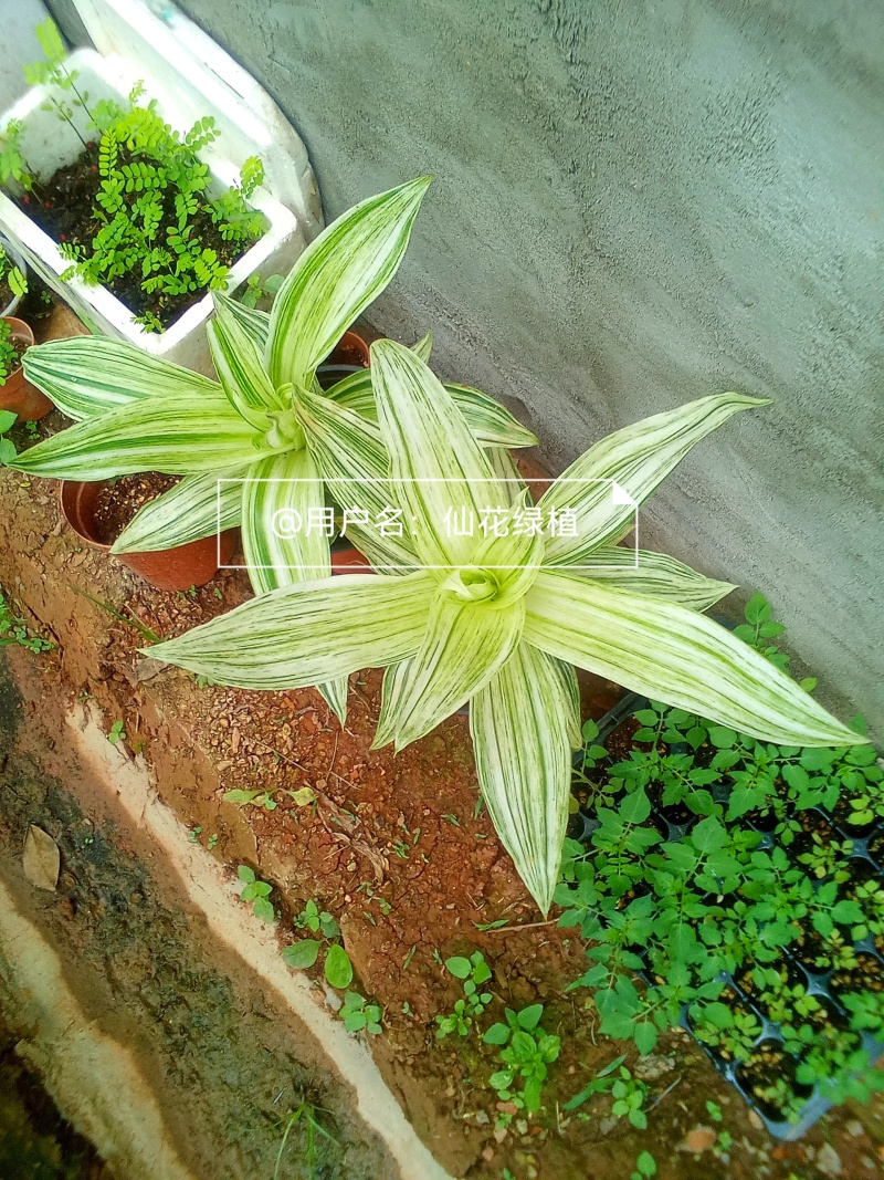 大叶锦竹草锦#白纹香锦竹草#条纹香锦竹草#巨型鸭跖草