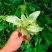 大叶锦竹草锦#白纹香锦竹草#条纹香锦竹草#巨型鸭跖草