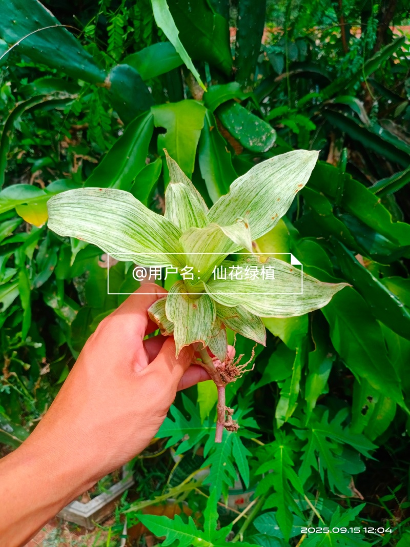 大叶锦竹草锦#白纹香锦竹草#条纹香锦竹草#巨型鸭跖草
