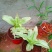 大叶锦竹草锦#白纹香锦竹草#条纹香锦竹草#巨型鸭跖草