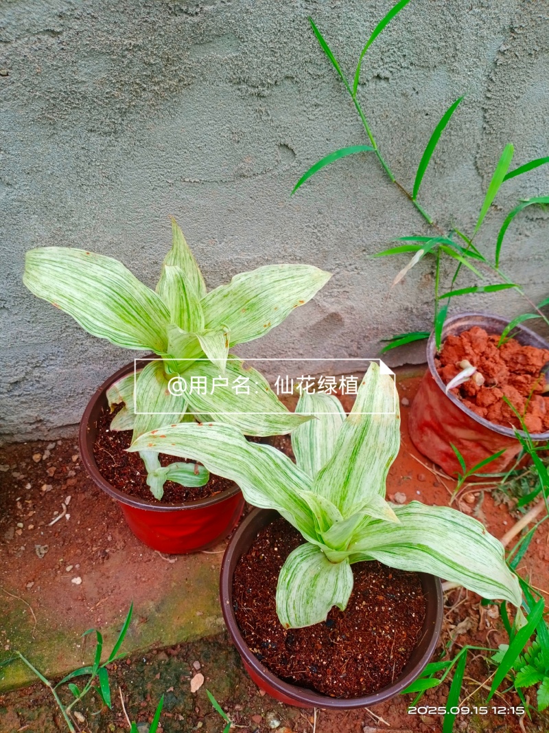 大叶锦竹草锦#白纹香锦竹草#条纹香锦竹草#巨型鸭跖草
