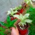 大叶锦竹草锦#白纹香锦竹草#条纹香锦竹草#巨型鸭跖草