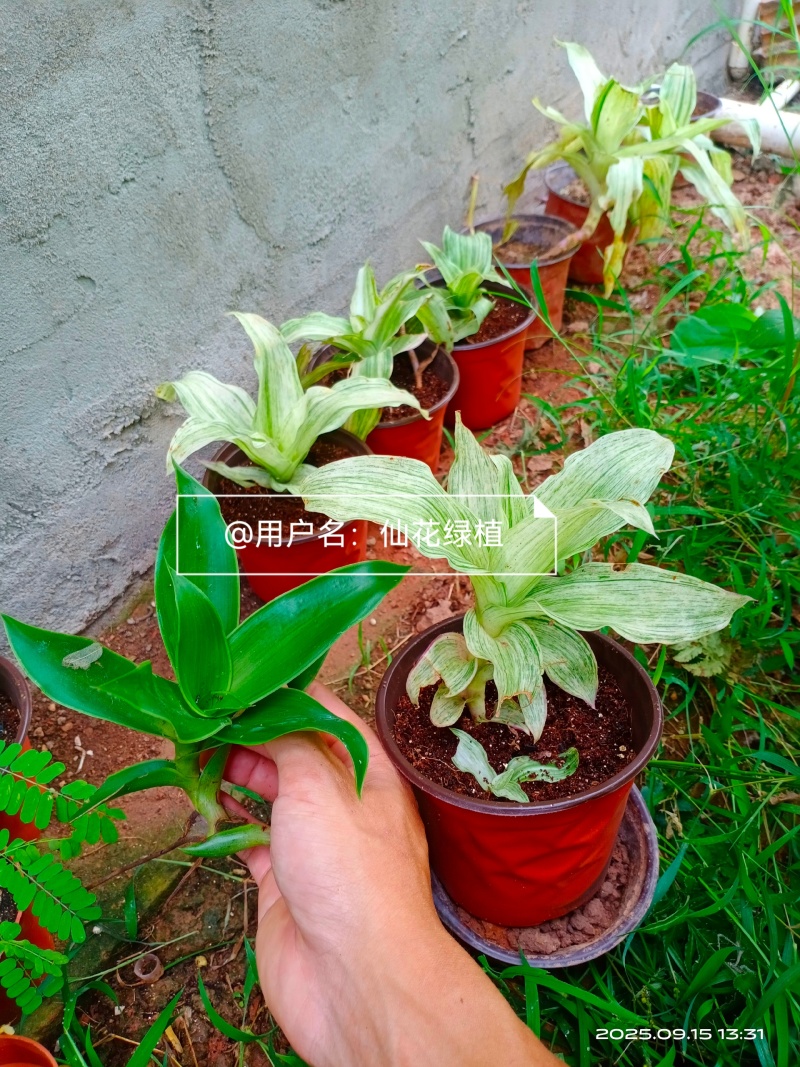 大叶锦竹草锦#白纹香锦竹草#条纹香锦竹草#巨型鸭跖草