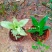 大叶锦竹草锦#白纹香锦竹草#条纹香锦竹草#巨型鸭跖草