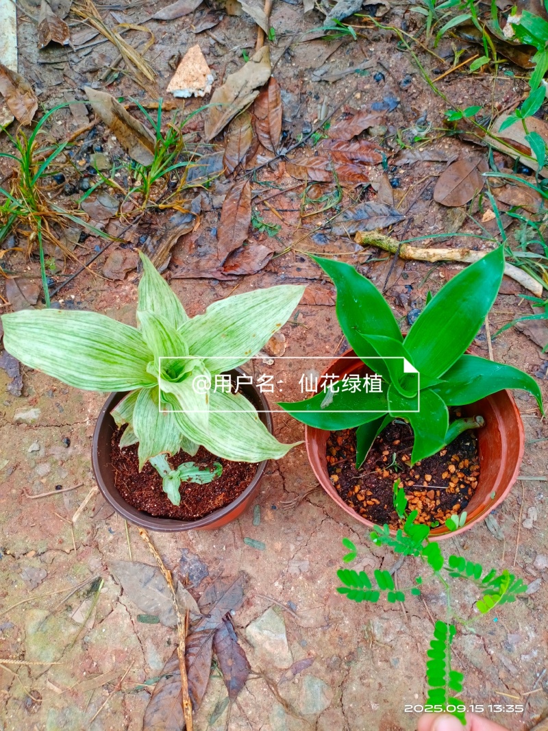 大叶锦竹草锦#白纹香锦竹草#条纹香锦竹草#巨型鸭跖草