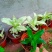 大叶锦竹草锦#白纹香锦竹草#条纹香锦竹草#巨型鸭跖草
