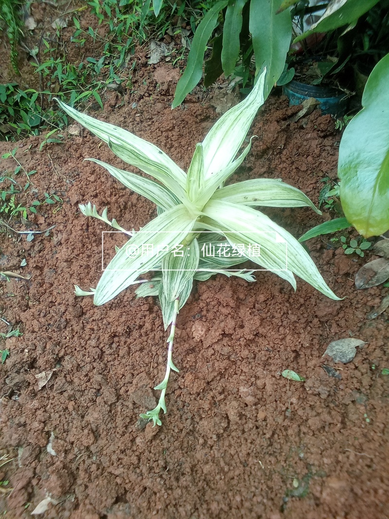 大叶锦竹草锦#白纹香锦竹草#条纹香锦竹草#巨型鸭跖草
