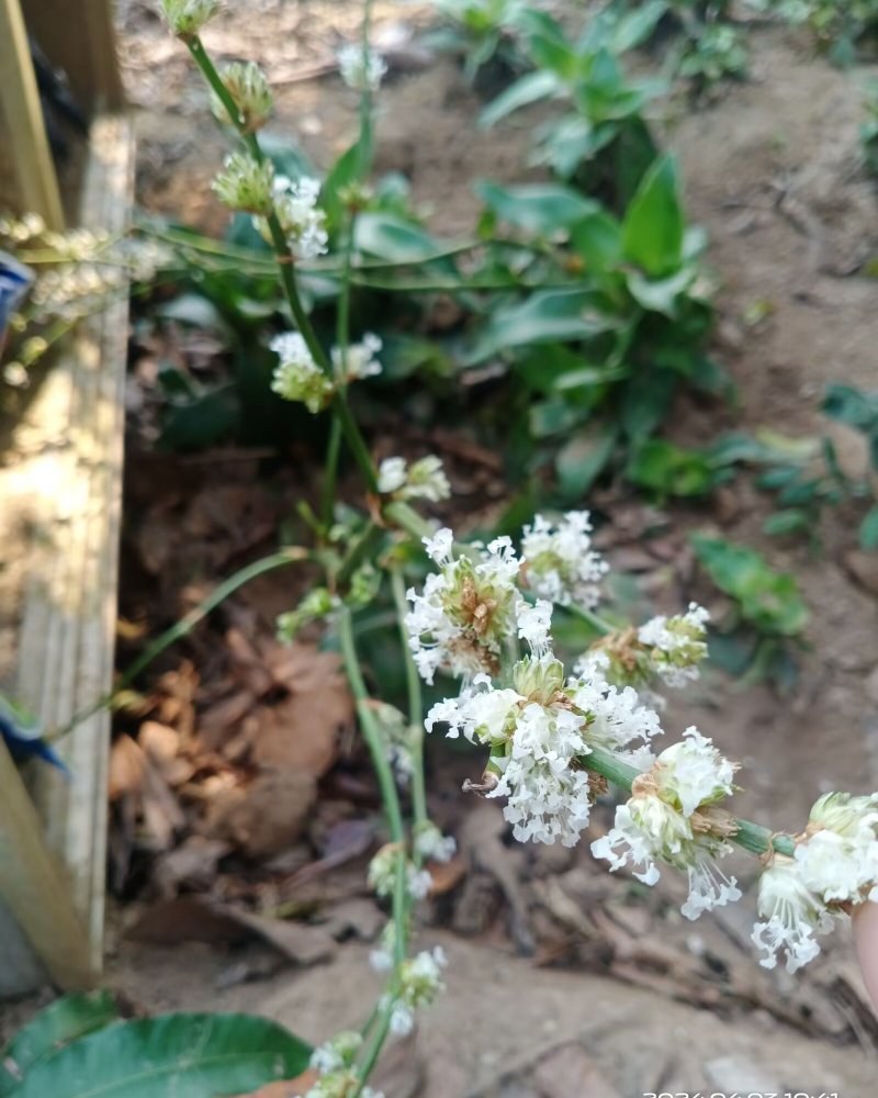 大叶锦竹草锦#白纹香锦竹草#条纹香锦竹草#巨型鸭跖草