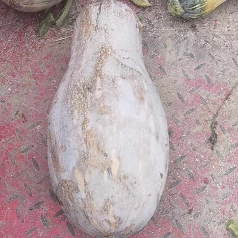 蜜本南瓜。