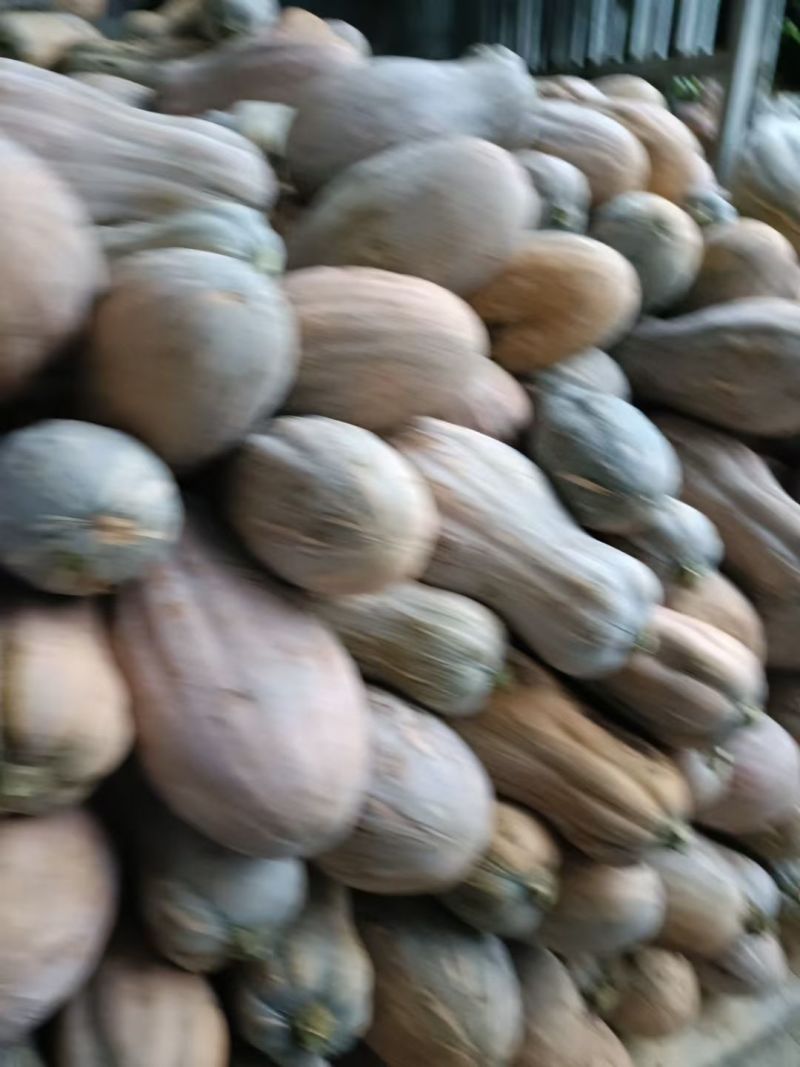 蜜本南瓜。