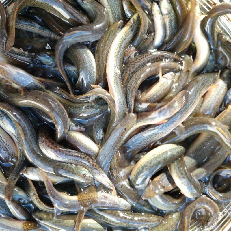 泥鳅青鳅上海崇明大量供应可视频看货欢迎来电采购
