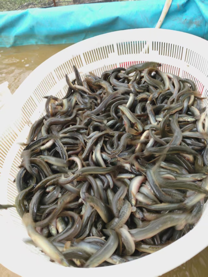 泥鳅青鳅上海崇明大量供应可视频看货欢迎来电采购