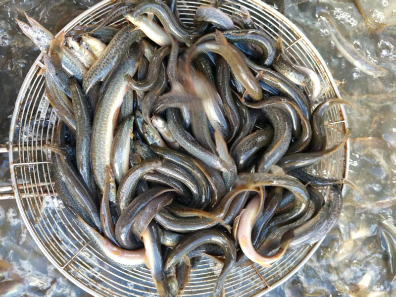 泥鳅青鳅上海崇明大量供应可视频看货欢迎来电采购