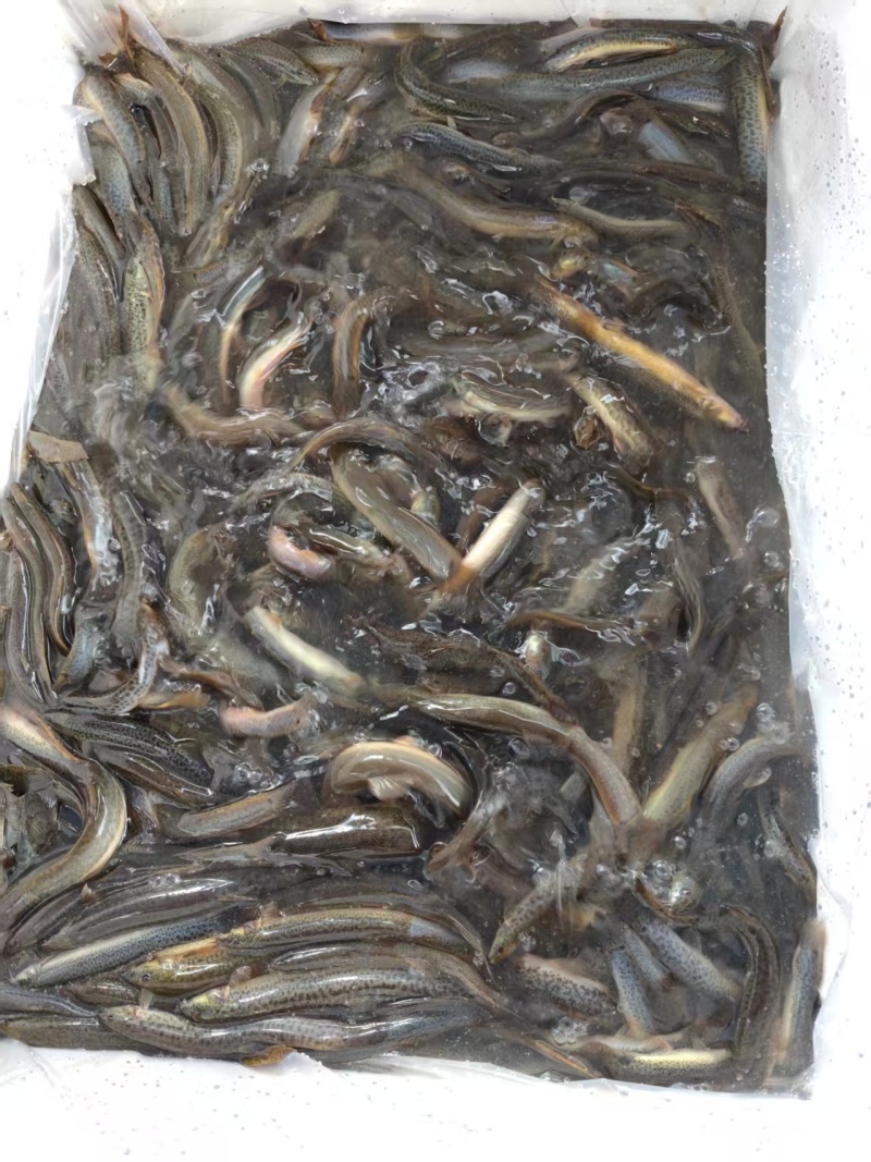 泥鳅青鳅上海崇明大量供应可视频看货欢迎来电采购