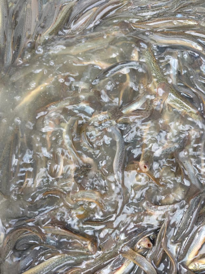 泥鳅青鳅上海崇明大量供应可视频看货欢迎来电采购
