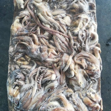 赤道鱿鱼头