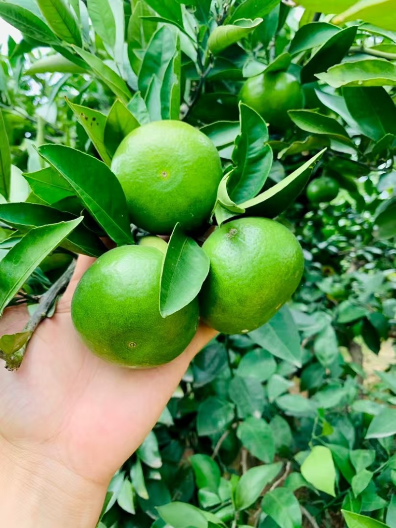 蜜桔湖北高山蜜桔皮薄多汁产地直供现摘现发一手货源